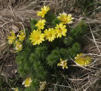 Hlaváček jarní (Adonis vernalis)