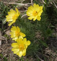 Hlaváček jarní (Adonis vernalis)