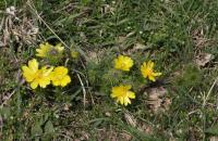 Hlaváček jarní (Adonis vernalis)