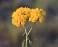 Řebříček (Achillea leptophylla)
