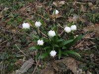 Spring Snowflake (Leucojum vernum)