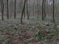 Spring Snowflake (Leucojum vernum)