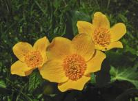 Blatouch bahenní (Caltha palustris)