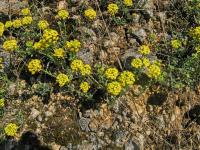 Tařice skalní (Aurinia saxatilis)