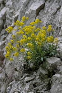 Tařice skalní (Aurinia saxatilis)