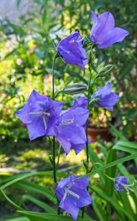 Zvonek broskvolistý (Campanula persicifolia)