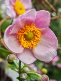 Sasanka japonská (Anemone hupehens)