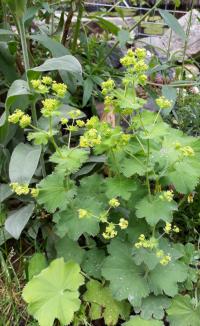 Kontryhel měkký (Alchemilla mollis)