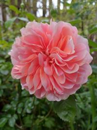 Růže 'Chippendale' - Velkokvěté růže (Rosa)