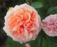 Růže 'Chippendale' - Velkokvěté růže (Rosa)