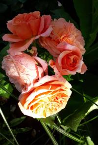 Růže 'Mary Ann' - Velkokvěté růže (Rosa)
