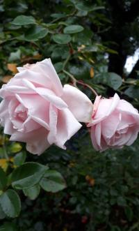 Růže 'New Dawn' (Rosa)