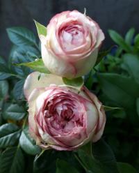 Růže 'Biedermeier' - Skalkové růže (Rosa)