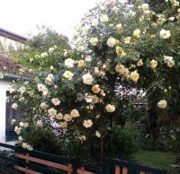 Růže 'Leverkusen' (Rosa)