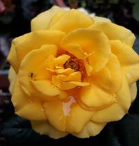 Růže 'Golden Wedding' - Mnohokvěté růže (Rosa)