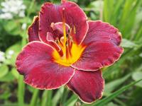 Denivka 'Night Embers' (Hemerocallis)