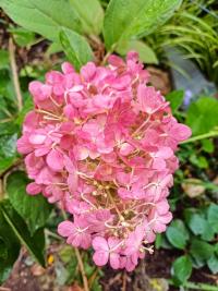 Hortenzie latnatá 'Pinky Promise' (Hydrangea paniculata)