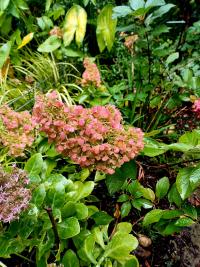 Hortenzie latnatá 'Pinky Promise' (Hydrangea paniculata)