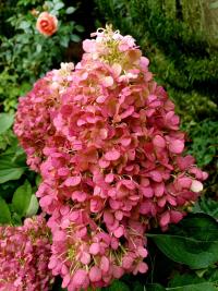 Hortenzie latnatá 'Pinky Promise' (Hydrangea paniculata)