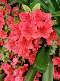 Pěnišník japonský 'Orange Beauty' (Rhododendron molle subsp japonicum)