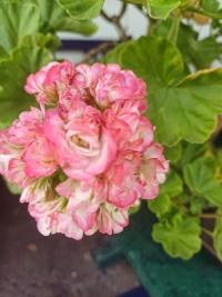 Pelargónie páskatá 'Apple Blossom' (Pelargonium zonale)