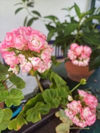 Pelargónie páskatá 'Apple Blossom' (Pelargonium zonale)