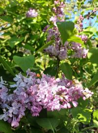 Šeřík obecný 'Katherine Havemeyer' (Syringa vulgaris)
