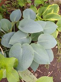 Bohyška (Hosta)