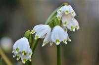 Bledule jarní (Leucojum vernum)