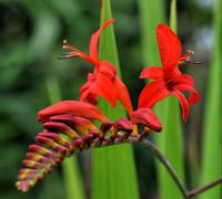 Montbrécie 'Lucifer' (Crocosmia)
