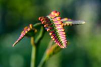 Montbrécie 'Lucifer' (Crocosmia)