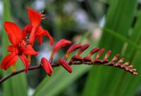 Montbrécie 'Lucifer' (Crocosmia)
