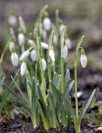Sněženka podsněžník (Galanthus nivalis)