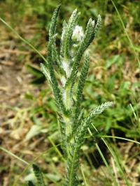 Řebříček panonský (Achillea pannonica)