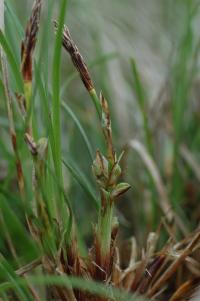Ostřice nízká (Carex humilis)