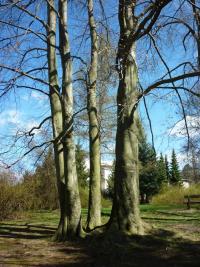 Buk lesní (Fagus sylvatica)