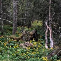 Sumpfdotterblume (Caltha palustris)