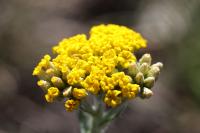 Gelbe Schafgarbe (Achillea tomentosa)