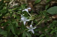 Pěnišník lepkavý (Rhododendron viscosum)