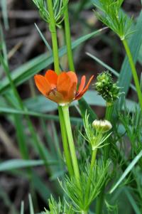 Hlaváček letní (Adonis aestivalis)