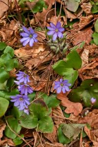 Jaterník podléška (Hepatica nobilis)