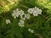 Řebříček bertrám (Achillea ptarmica)