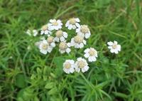 Řebříček bertrám (Achillea ptarmica)