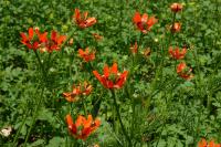 Hlaváček letní (Adonis aestivalis)