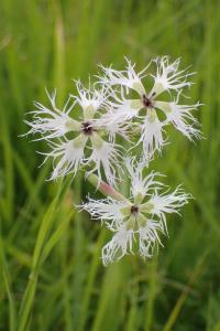 Hvozdík pyšný (Dianthus superbus)