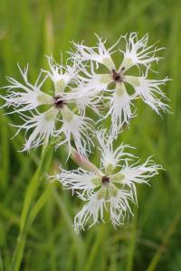 Hvozdík pyšný (Dianthus superbus)