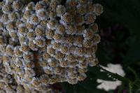 Řebříček velkolistý (Achillea grandifolia)