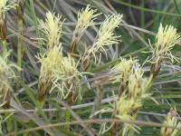 Ostřice nízká (Carex humilis)