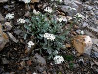 Řebříček Clavennův (Achillea clavennae)