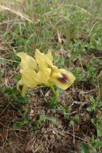 Kosatec nízký (Iris pumila)